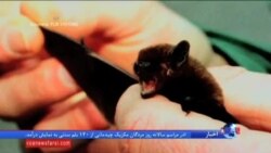 گونه هایی از خفاش ها در معرض خطر انقراض قرار گرفته اند