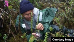 Botanist Steve Perlman collects seeds from of the few remaining Platanthera holochila, a native orchid species which is on the Plant Extinction Prevention program’s target list. (Photo by ©Hank Oppenheimer) 