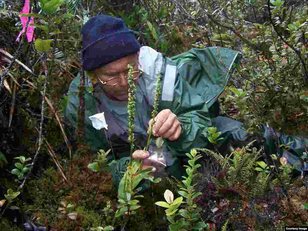 Botanist Steve Perlman collects seeds from of the few remaining Platanthera holochila, a native orchid species which is on the Plant Extinction Prevention program’s target list. (Photo by ©Hank Oppenheimer) 