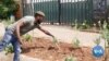 South African Urban Farm Tackles Pandemic-Linked Hunger