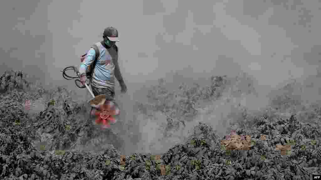 Un résident du district de Karo utilise une tondeuse à gazon pour enlever les cendres de ses champs de légumes dans le Nord de Sumatra, le 9 Octobre 2014, après une éruption volcanique du mont Sinabung.