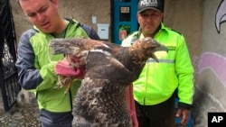 In this photo taken in May 2018 in Ecuador and provided by Interpol on Wednesday, June 20, 2018, Ecuadorian police officers inspect a bird of prey. 