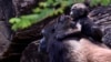 Western lowland gorilla Lou Lou and her daughter are seen at the zoo in Belo Horizonte, Brazil, on October 14, 2019.