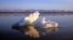 FILE - Sea ice floats within the Arctic National Wildlife Refuge, Alaska.
