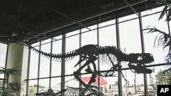 Dinosaur researchers have made giant strides in recent years, however they know that the vast majority of dinosaur specimens have yet to be discovered