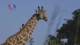 Wildlife Advocates Score Big Win as African Giraffes Earn Protected Status