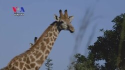 Wildlife Advocates Score Big Win as African Giraffes Earn Protected Status