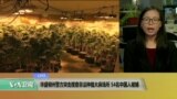 VOA连线：华盛顿州警方突击搜查非法种植大麻场所，54名中国人被捕