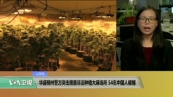 VOA连线：华盛顿州警方突击搜查非法种植大麻场所，54名中国人被捕