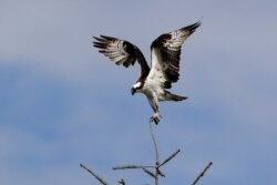 FILE - An osprey unsuccessfully tries to land on a twig-size branch atop a tree along the Cedar River next to Renton Municipal Airport, April 29, 2020, in Renton, Wash.