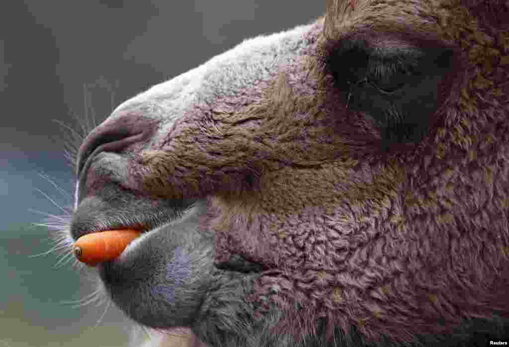 A Bactrian camel eats a carrot thrown into his enclosure by visitors at wildlife park &quot;Opel Zoo&quot; in Kronberg, Germany, March 20, 2016.