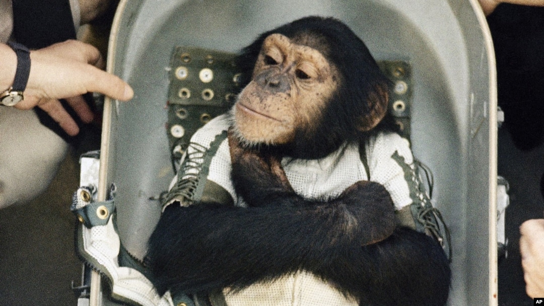 Ham, a chimpanzee, is shown on deck of ship after being pulled out of water following his space flight on Jan. 31, 1961. The first U.S. suborbital flight, an animal experiment, carrying Ham in a mercury capsule to an altitude of 155 miles, with parachute splashdown 420 miles down