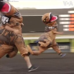 Mỹ: Đua ‘khủng long' T-Rex