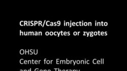 CRISPR/Cas9 injection video from the Oregon Health and Science University