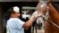 Groom Cesar Abrego gives a bath to a horses following his morning workout at Churchill Downs, April 19, 2017, in Louisville, Kentucky. Abrego came from Guatemala on an H-2B visa.