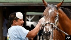 Seorang pekerja memandikan seekor kuda balap di Louisville, Kentucky (foto: ilustrasi). 