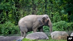 Bronx Zoo Elephant Lawsuit