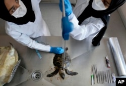 پژوهشگران در حال اندازه‌گیری لاشه یک لاک‌پشت دریایی پوزه عقابی پیش از آن که آن را کالبد شکافی کنند - کلبا، امارات متحده عربی - ۱ فوریه ۲۰۲۲