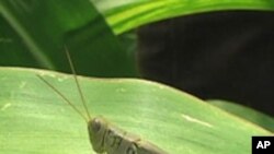 GM Crops Dominate US Farms, but Organic Increasing