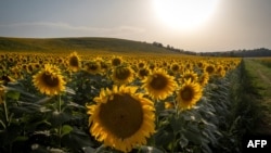 Ladang bunga matahari di Ayguesvives, dekat Toulouse, selatan Perancis, di tengah cuaca panas terik, 23 July 2019. (Foto: AFP)