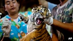 One of 16 tigers cubs seized from illegal wildlife traffickers. It is believed that this cub was reared in an illegal tiger farm in Thailand and destined for China, October 26, 2012.