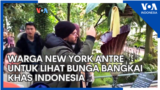 Warga New York Antre untuk Lihat Bunga Bangkai Khas Indonesia