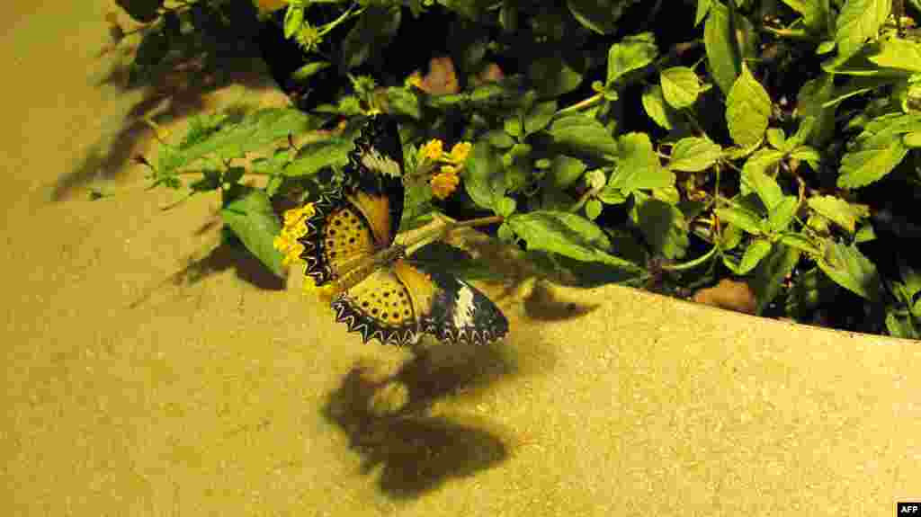 Amerikan Doğa Tarihi Müzesi: Kelebekler