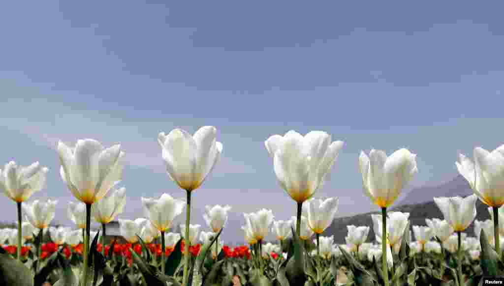 موسم بہار کی رُت