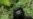 Conservationists: Giant Pandas in China No Longer 'Endangered,' but Eastern Gorillas Near Extinction