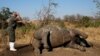 FILE - A ranger prepares to perform a post-mortem on a rhino after it was killed for its horn by poachers in South Africa's Kruger National Park, Aug. 27, 2014. Eleven dehorned rhino carcasses have been discovered in Namibia's Etosha National Park in June 2022.