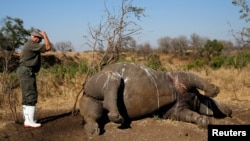 FILE - A ranger prepares to perform a post-mortem on a rhino after it was killed for its horn by poachers in South Africa's Kruger National Park, Aug. 27, 2014. Eleven dehorned rhino carcasses have been discovered in Namibia's Etosha National Park in June 2022.
