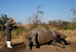 FILE - A ranger gestures before performing a post mortem on a rhino after it was killed for its horn by poachers in South Africa's Kruger National Park, Aug. 27, 2014.
