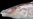 New Fish Species is Electrifying