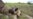 Researchers Work on Drought-tolerant Maize for Africa