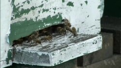 Polish Beekeepers Concerned When Banned Chemicals Temporarily Approved