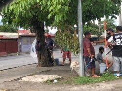 Las hojas de eucalipto es otro de los remedios de la medicina tradicional de Nicaragua.