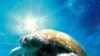Rùa biển bơi xa nhiều năm trước khi trở về nơi sinh