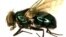Blow fly (Phaenicia sericata) (Cleveland Museum of Natural History)