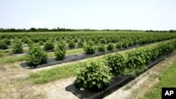 A field of jatropha plants, a source of biofuel (File Photo)