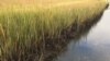 Study: Restoring Wetlands Could Help Fix Climate Change