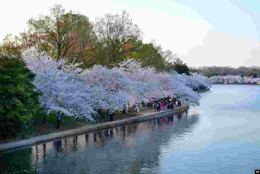 This year marks the 100th anniversary of the gift from Japan to the United States. (Photo: Danny Mac)