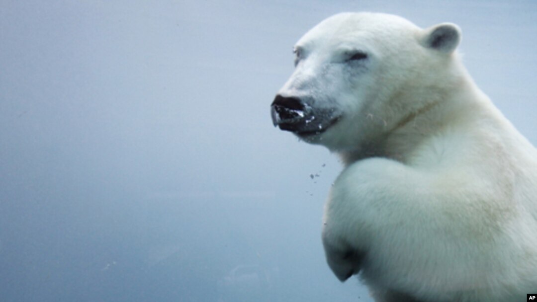 Polar bear (file photo)
