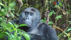 Gorilas são prato apetecível para caça ilegal