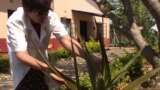 Missionárias salvam vidas com terapia alternativa à base de ervas e plantas medicinais em Moçambique