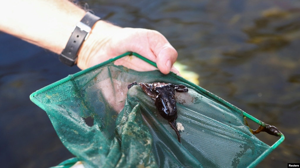 A fishing village in Mexico is working to create a sustainable way to farm octopuses.