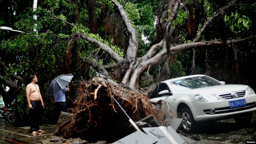 Sebuah pohon tumbang menimpa sebuah mobil setelah topan Matmo melanda Fuzhou, Fujian, China, Rabu (23/7). 