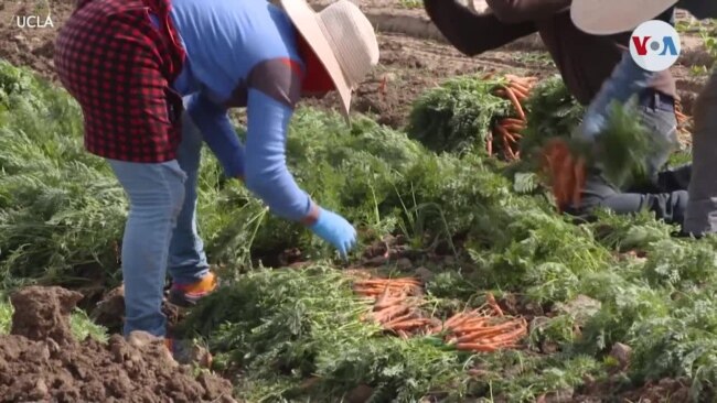 California establece ayuda para indocumentados afectados por COVID-19