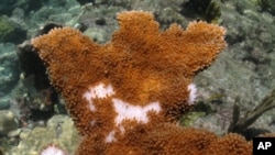 When White Pox disease infects coral, as in this case from the Upper Keys in Florida, it causes white blotches by killing the overlying coral tissue and revealing the coral’s white limestone skeleton underneath.