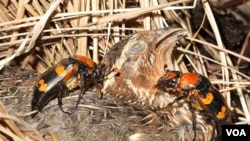 Una pareja de escarabajos de tierra americanos se preparan para enterrar esta ave muerta.