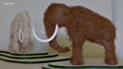 ECOLOGÍA: Mamut lanudo, juguete biodegradable